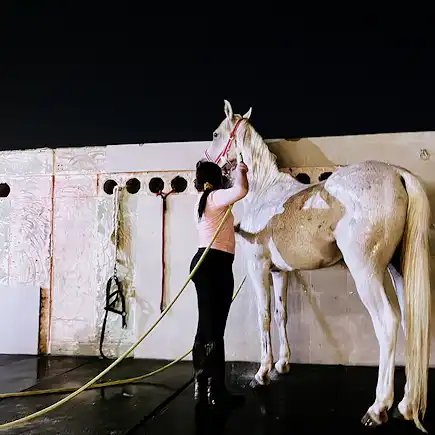 Woman washing a white horse in the grooming and wash area at Al Jazeerah Equestrian Club.