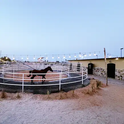 Brown horse walking inside a circular training pen under evening lights at Al Jazeerah Equestrian Club.