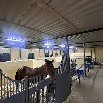 Horses inside clean and spacious indoor stables at Al Jazeerah Equestrian Club.